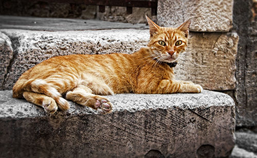 Portrait of cat lying on concrete wall