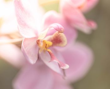 Close-up of pink flower