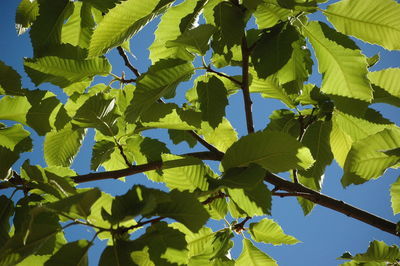 Low angle view of leaves on tree