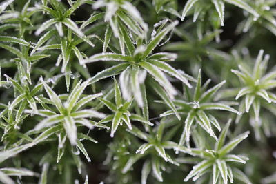 Full frame shot of plants