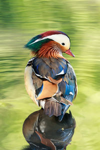 High angle view of mandarin duck swimming on lake