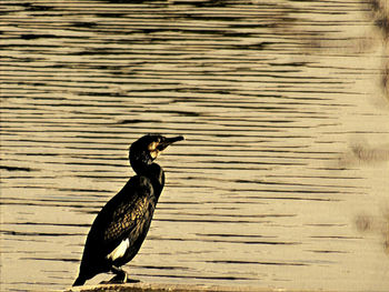 Close-up of bird perching on wood