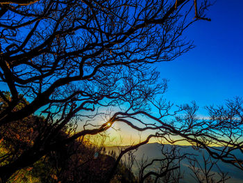 Low angle view of silhouette tree against sky during sunset