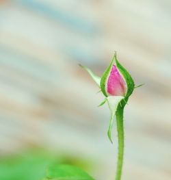 Close-up of pink flower bud