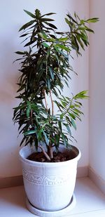 Close-up of potted plant on table at home