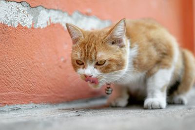 Portrait of ginger cat