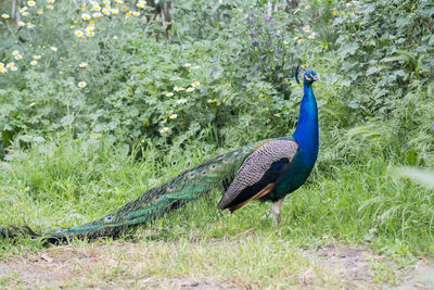 Close-up of peacock on field