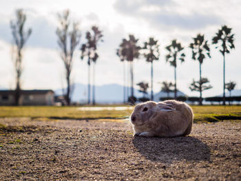 Close-up of rabbit sitting on field against cloudy sky