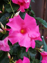 Close-up of pink flowering plant