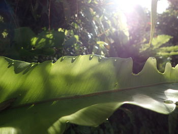 Sunlight streaming through leaves