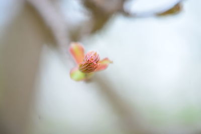 Close-up of flower on plant