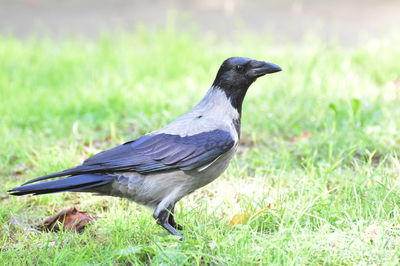 Close-up of a bird on grass