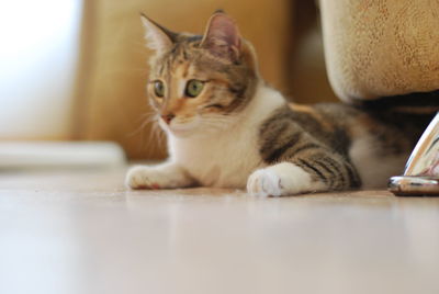 Close-up portrait of a cat