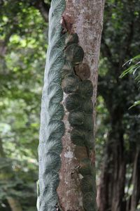Close-up of tree trunk in forest