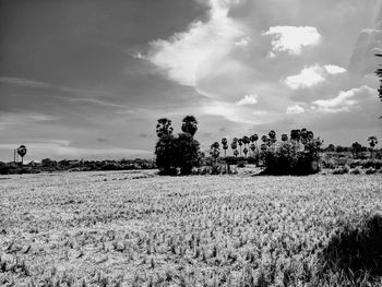 Scenic view of field against sky