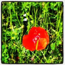 Close-up of red poppy flower