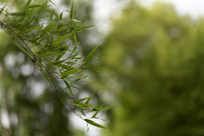 Close-up of plant