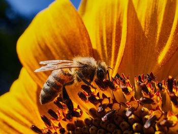 Close-up of bee pollinating flower