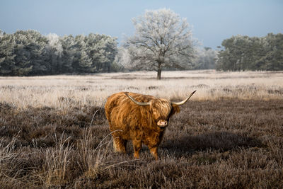 Highland cattle on field against sky