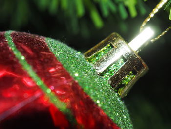Close-up of red leaves