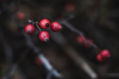 Close-up of red berries growing on tree