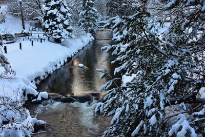 Snow covered trees by water