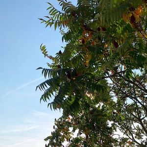 Low angle view of tree against sky