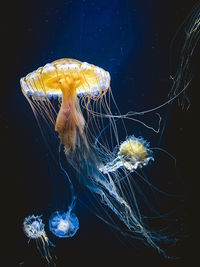 Close-up of jellyfish swimming in sea