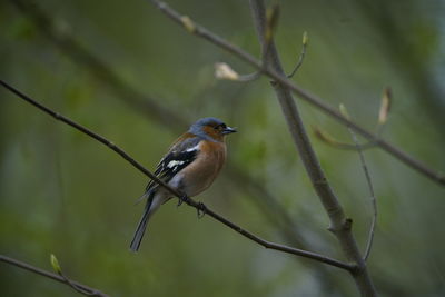 Close-up of bird perching on twig