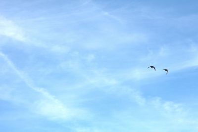 Low angle view of birds flying in sky