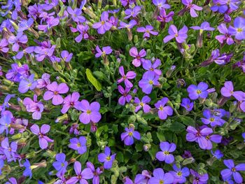 High angle view of purple flowering plants