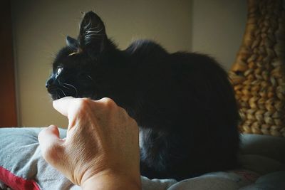 Cropped hand touching kitten sitting on chair