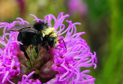Close-up of bee pollinating on pink flower