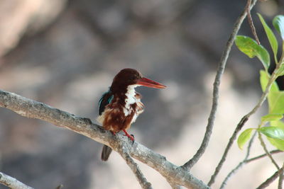 Close-up of bird perching on branch