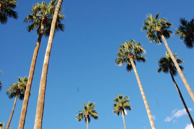 Low angle view of palm trees against blue sky