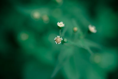 Close-up of flower against blurred background