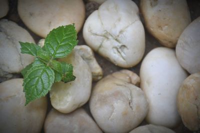 Full frame shot of fresh vegetables