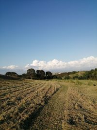 Scenic view of agricultural field against blue sky