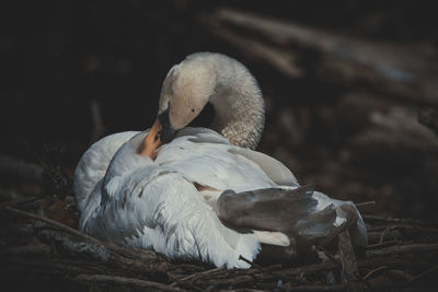 Close-up of swan on lake