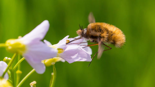 Close-up of insect on flower