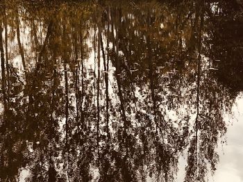 Trees by lake in forest during winter