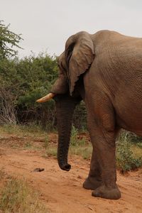 Side view of elephant on field