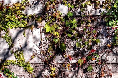 High angle view of trees growing on field