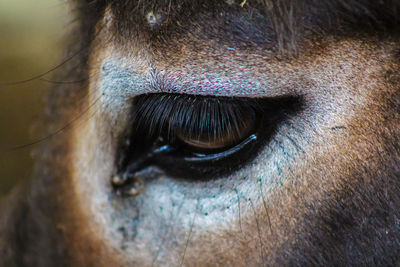 Close-up of horse eye