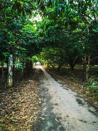 View of trees in forest