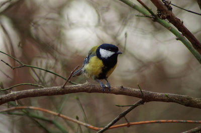 Close-up of bird perching on branch