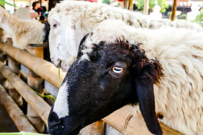 Close-up of a goat