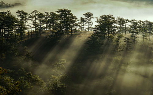 Sunlight falling on tree in forest