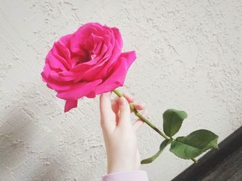 Close-up of hand holding pink rose