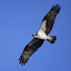 Low angle view of eagle flying against clear blue sky